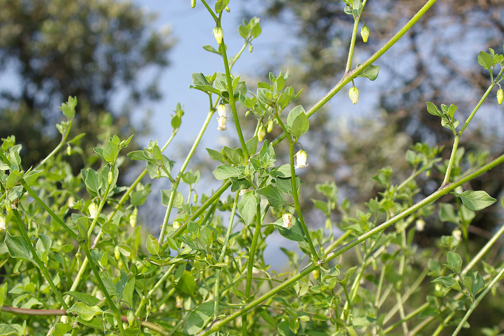 Salpichroa origanifolia / Salpicroa